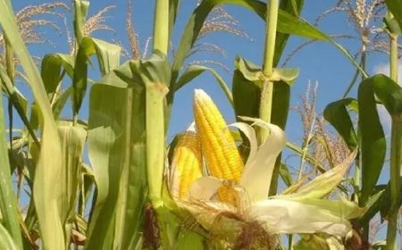 کشت مستقیم ذرت برای نخستین‌بار در کشور از فارس کلید خورد
