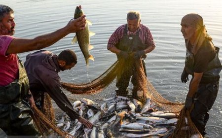 حوضچه‌های پرورش ماهی در آبادان؛ کسب و کار پرسود همراه با پژوهش