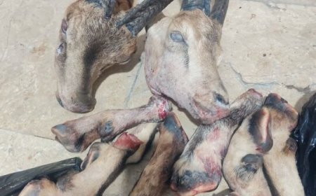 دستگیری شکارچیان متخلف و کشف لاشه کل و بز در شهرستان دنا
