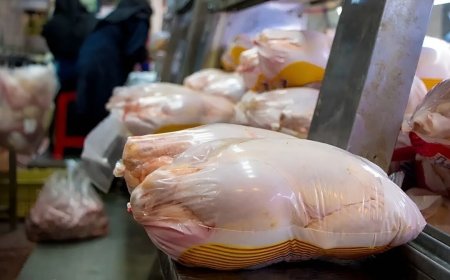 تولید بیش از ۵۲۰ تن گوشت مرغ در بندرعباس طی تیرماه امسال