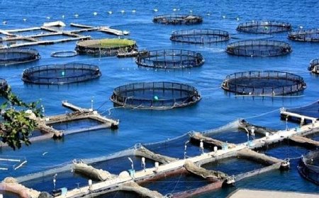 «روستاهای نوفن»؛ گام دانشگاه خرمشهر برای پیوند فناوری دریایی با اشتغال روستایی