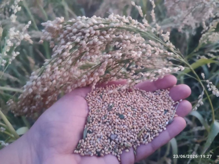 برداشت ارزن دانه ای از اراضی دیم کازرون