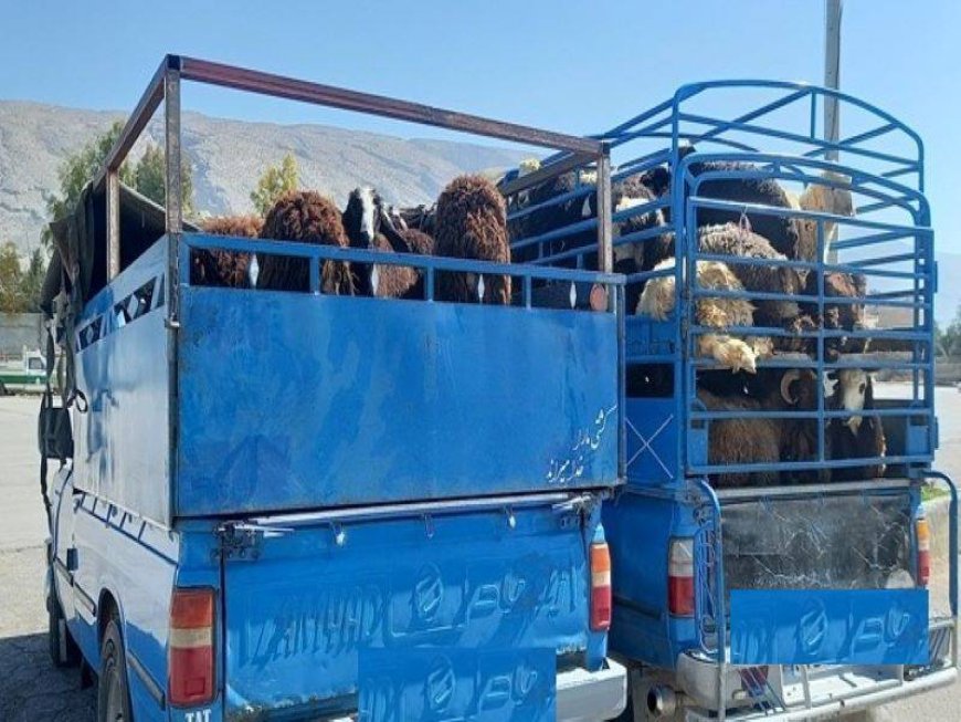 کشف ۸۲ راس دام سبک قاچاق در ممسنی