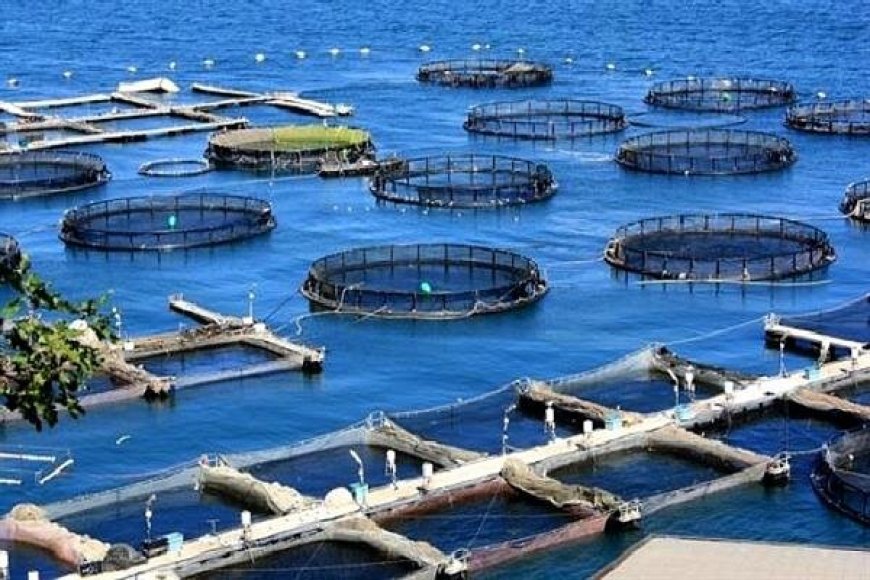 «روستاهای نوفن»؛ گام دانشگاه خرمشهر برای پیوند فناوری دریایی با اشتغال روستایی