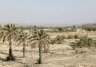 نیمه‌کاره ماندن پروژه احیای نخیلات روستای سراح پس از یک دهه
