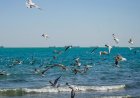 سواحل بوشهر از دوشنبه مواج می‌شود؛ افزایش نسبی دما در راه است