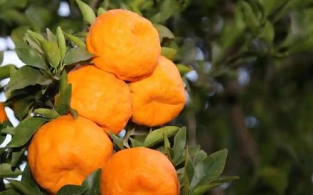 نجات طلای نارنجی هرمزگان با تثبیت برند جهانی «نارنگی سیاهو»