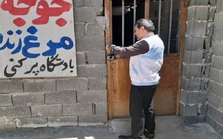 مراکز غیرمجاز عرضه مرغ زنده در منطقه مزدک بویراحمد مهر و موم شد