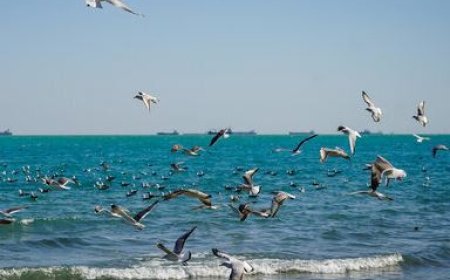 سواحل بوشهر از دوشنبه مواج می‌شود؛ افزایش نسبی دما در راه است