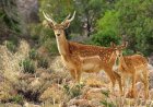 گوزن زرد ایرانی در مسیر احیا؛ ۸ استان کشور در شیراز گردهم آمدند