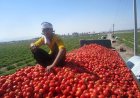 صادرات سیب‌زمینی، پیاز و گوجه‌فرنگی از فارس تا پایان سال ممنوع شد
