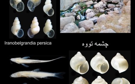 گنجینه پنهان خوزستان؛ چشمه تووه در میان مهم‌ترین زیستگاه‌های زیرزمینی جهان