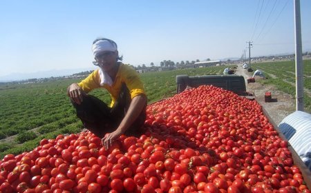 صادرات سیب‌زمینی، پیاز و گوجه‌فرنگی از فارس تا پایان سال ممنوع شد
