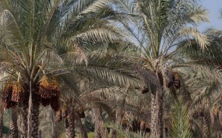 ارزیابی خسارت خشکیدگی خوشه خرما در نخلستان‌های آبادان آغاز شد