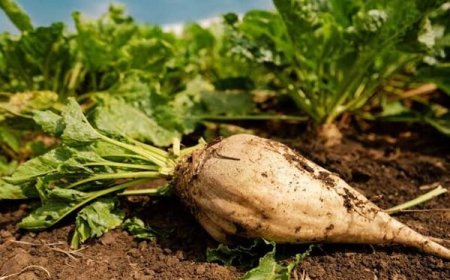 آغاز کشت چغندرقند در بیش از ۵ هزار هکتار از اراضی کشاورزی دزفول