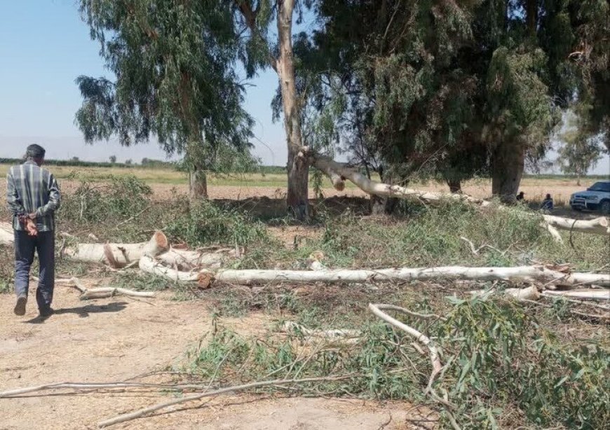 بازداشت ۲ متخلف قطع درختان تالاب مهارلو