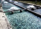 پرورش‌دهندگان ماهیان گرمابی خوزستان صاحب تشکل مرکزی شدند