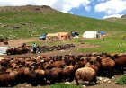 عشایر کهگیلویه و بویراحمد ۶۰ درصد گوشت استان را تولید می‌کنند