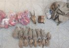کشف لاشه یک راس بز وحشی و ۱۵ قطعه پرنده شکار شده در خامین