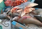 توقیف لنج صیادی متخلف با ۲۵ قطعه کوسه‌ماهی در کیش