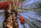 آغاز برداشت ۳۸ هزار تن خرمای «پیارم» در هرمزگان