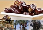 خرمای ارم در مسیر جهانی‌شدن؛لزوم عبور از خام‌فروشی و رونق صنایع تبدیلی