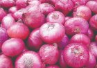 صادرات پیاز از مرز شلمچه تا اطلاع ثانوی متوقف شد