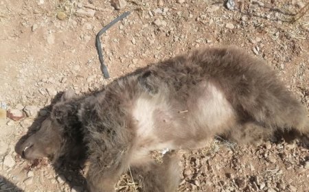 بزرگراه شیراز ـ اصفهان جان خرس دیگری را گرفت