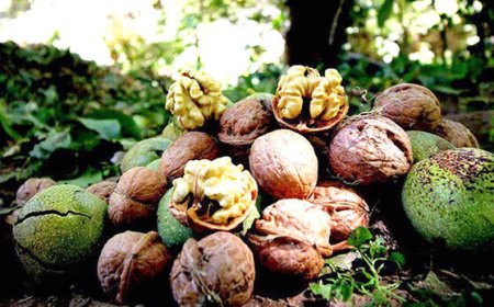 پیش‌بینی برداشت ۴ هزار تن گردو در بویراحمد