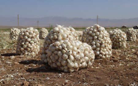 کشت پاییزه پیاز در هرمزگان آغاز شد