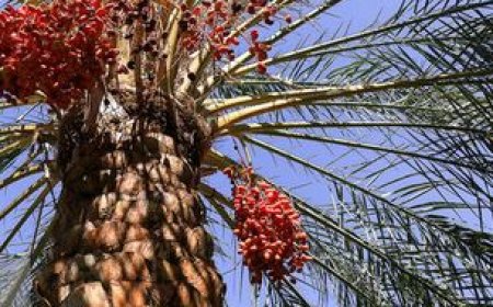آغاز برداشت ۳۸ هزار تن خرمای «پیارم» در هرمزگان