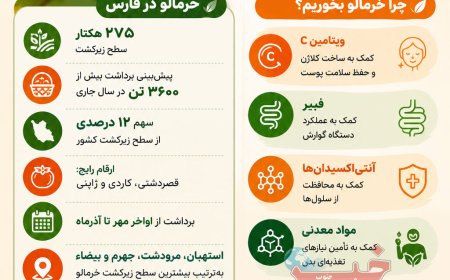 خرمالو؛ نارنجیِ پاییز فارس