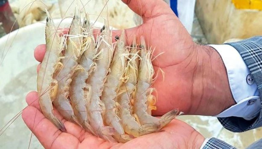 میگوی بوشهر؛ گنج دریایی با ارزآوری معادل ۵ نفتکش