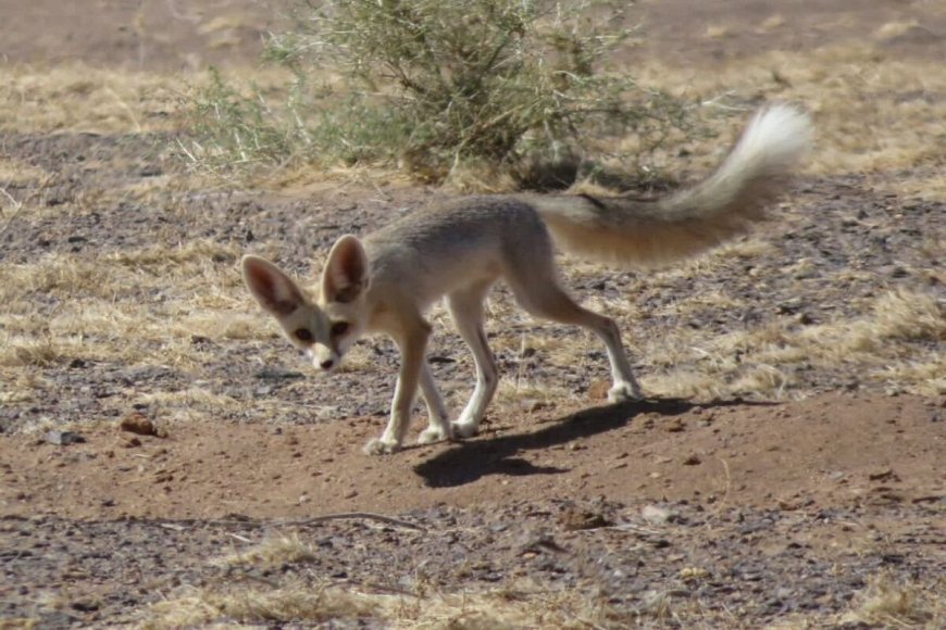 حمله روباه به سه نفر از اهالی روستای دهنوباقر دزفول